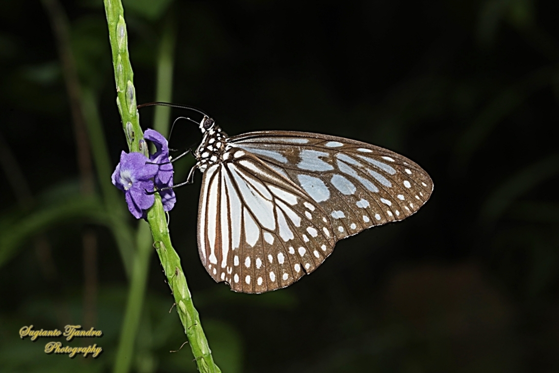 Blue Glassy Tiger Butterfly, Ideopsis vulgaris - Lower side  Blue Glassy Tiger,Geotagged,Ideopsis vulgaris,Indonesia,Winter