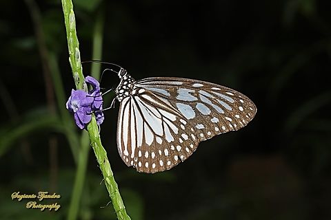 Blue Glassy Tiger Butterfly, Ideopsis vulgaris - Lower side  Blue Glassy Tiger,Geotagged,Ideopsis vulgaris,Indonesia,Winter
