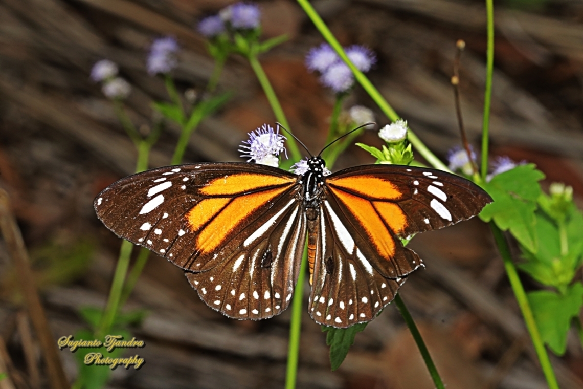 White Tiger Butterfly, Danaus melanippus - upper side  Black Veined Tiger,Danaus melanippus,Geotagged,Indonesia,Winter
