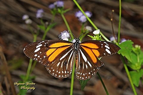 White Tiger Butterfly, Danaus melanippus - upper side  Black Veined Tiger,Danaus melanippus,Geotagged,Indonesia,Winter