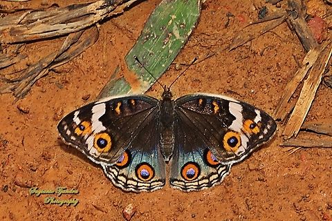 Blue Pansy Butterfly, Junonia orithya - Upper side  Blue Argus,Geotagged,Indonesia,Junonia orithya,Winter