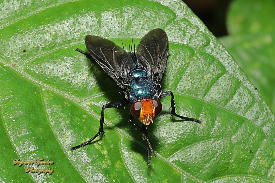 Silbomyia cyanea  Geotagged,Indonesia,Silbomyia cyanea,Winter