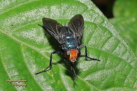 Silbomyia cyanea  Geotagged,Indonesia,Silbomyia cyanea,Winter