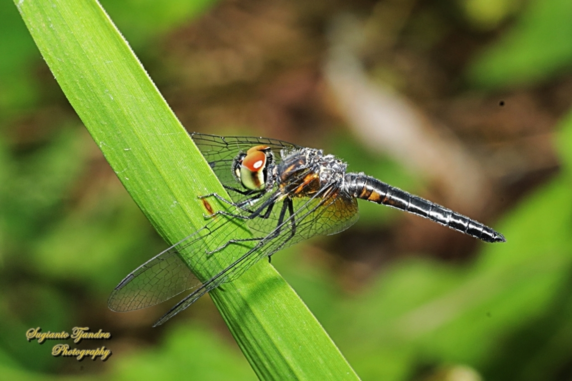 Capung Baret-Biru, Aethriamanta aethra  Aethriamanta aethra,Blue Adjutant,Geotagged,Indonesia,Winter