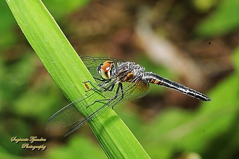 Capung Baret-Biru, Aethriamanta aethra  Aethriamanta aethra,Blue Adjutant,Geotagged,Indonesia,Winter