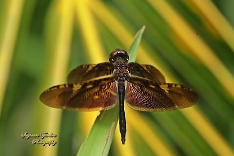 Capung Kipas Sayap Perunggu, Rhyothemis obsolescens  Bronze Flutterer,Geotagged,Indonesia,Rhyothemis obsolescens,Winter