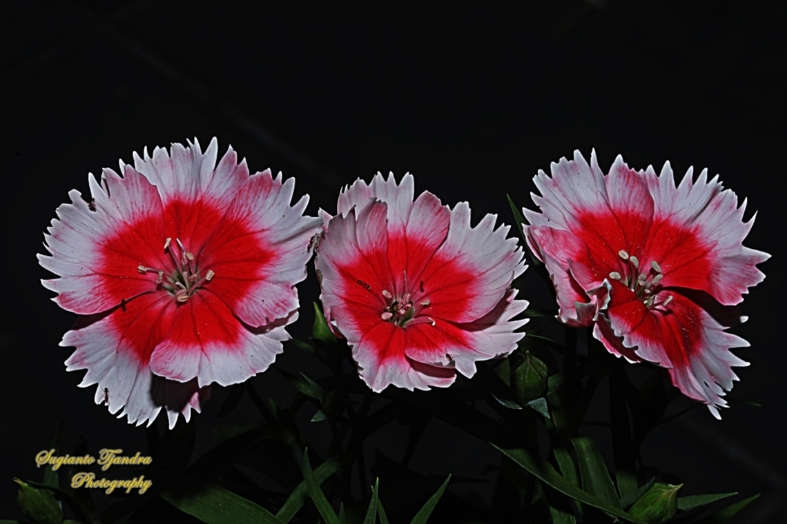 Clove Pink, Dianthus caryophyllus  Dianthus caryophyllus,Geotagged,Indonesia,Winter