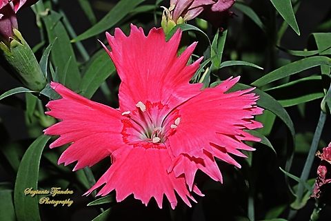 Garden Pink, Dianthus plumarius  Dianthus plumarius,Garden Pink,Geotagged,Indonesia,Winter