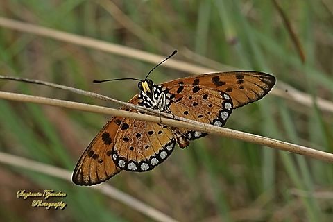 Tawny Coster Butterfly, Acraea terpsicore) - Lower side  Acraea terpsicore,Geotagged,Indonesia,Tawny coster,Winter