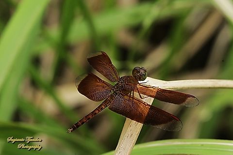 Capung-Jala Kecil, Neurothemis fluctuans  Geotagged,Indonesia,Neurothemis fluctuans,Red Grasshawk,Winter