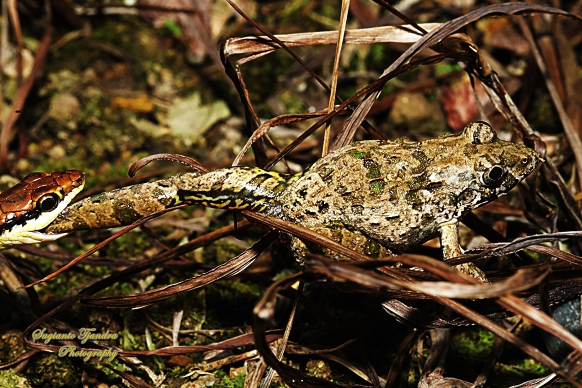 Katak Tegalan, Fejervarya limnocharis  Fejervarya limnocharis,Geotagged,Indonesia,Paddy Field Frog,Winter