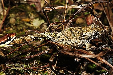 Katak Tegalan, Fejervarya limnocharis  Fejervarya limnocharis,Geotagged,Indonesia,Paddy Field Frog,Winter