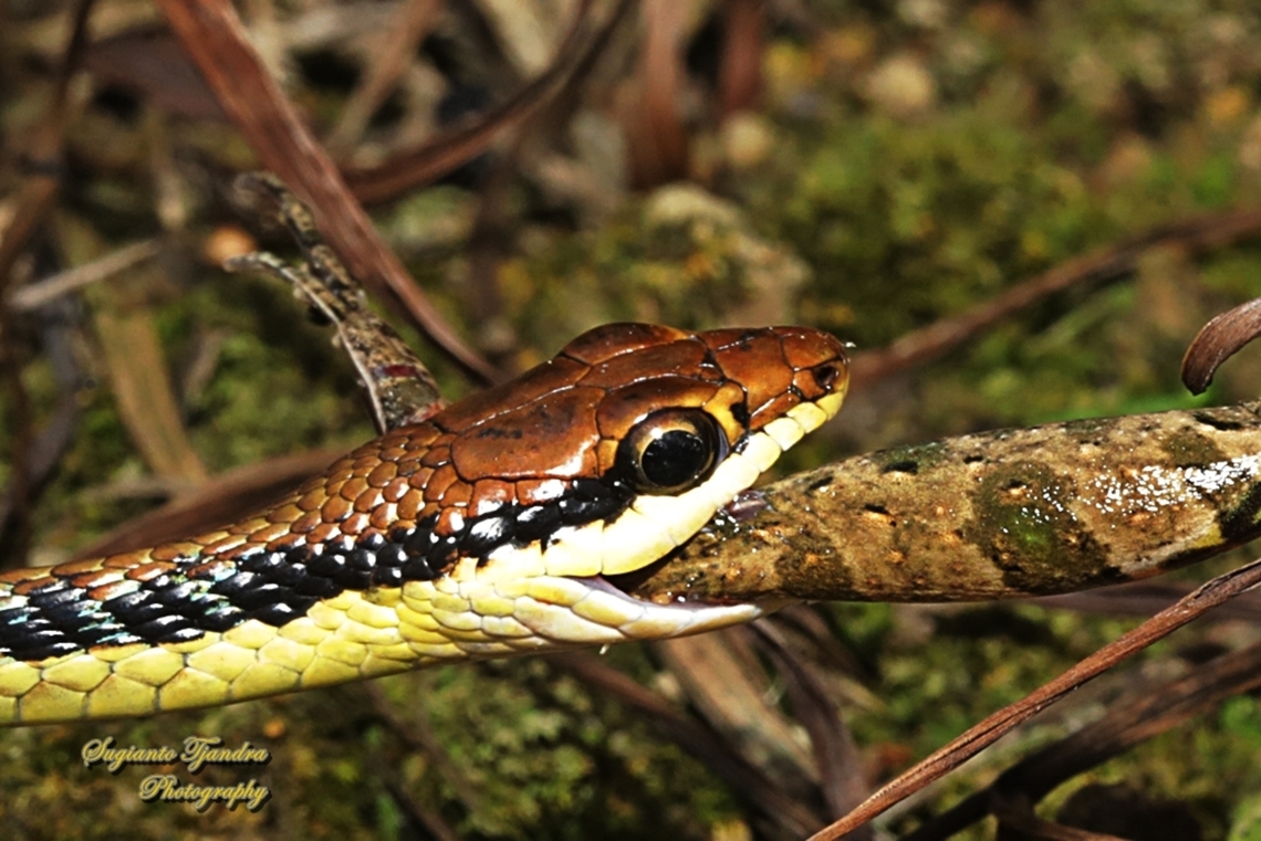 Ular Tambang, Dendrelaphis pictus  Dendrelaphis pictus,Geotagged,Indonesia,Painted Bronzeback,Winter