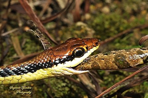 Ular Tambang, Dendrelaphis pictus  Dendrelaphis pictus,Geotagged,Indonesia,Painted Bronzeback,Winter