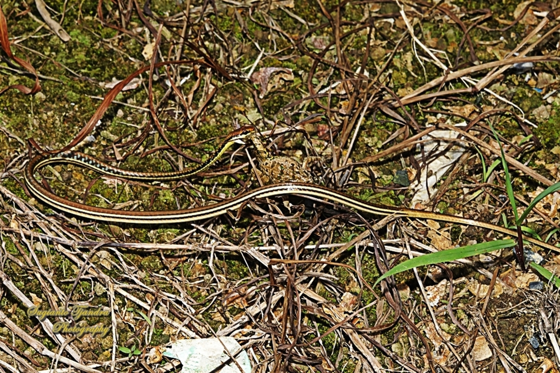 Ular Tambang, Dendrelaphis pictus  Dendrelaphis pictus,Geotagged,Indonesia,Painted Bronzeback,Winter