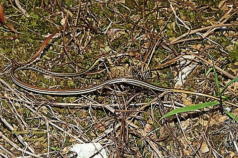 Ular Tambang, Dendrelaphis pictus  Dendrelaphis pictus,Geotagged,Indonesia,Painted Bronzeback,Winter