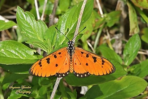 Tawny Coster, Acraea terpsicore  Acraea terpsicore,Geotagged,Indonesia,Tawny Coster,Winter