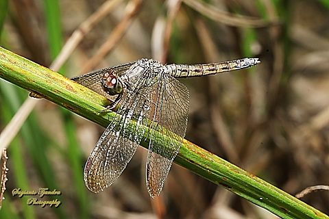 Capung-Jala Kecil, Neurothemis fluctuans  Geotagged,Indonesia,Neurothemis fluctuans,Red Grasshawk,Winter