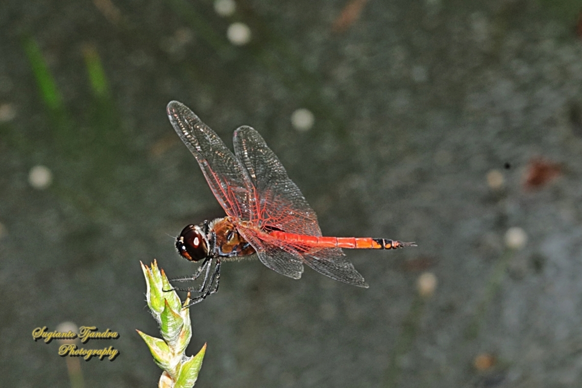 Capung-Luncur Perut-Merah, Tramea transmarina  Geotagged,Indonesia,Tramea transmarina,Winter