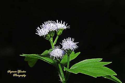 Billy Goat weed or Chickweed flower ( Ageratum conyzoides )  Ageratum conyzoides,Billygoat-weed,Geotagged,Indonesia,Winter