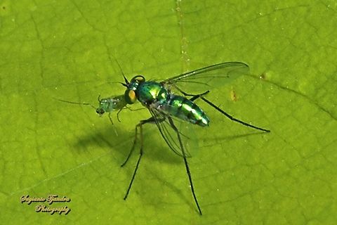 Chrysosoma globiferum  Chrysosoma globiferum,Geotagged,Indonesia,Winter