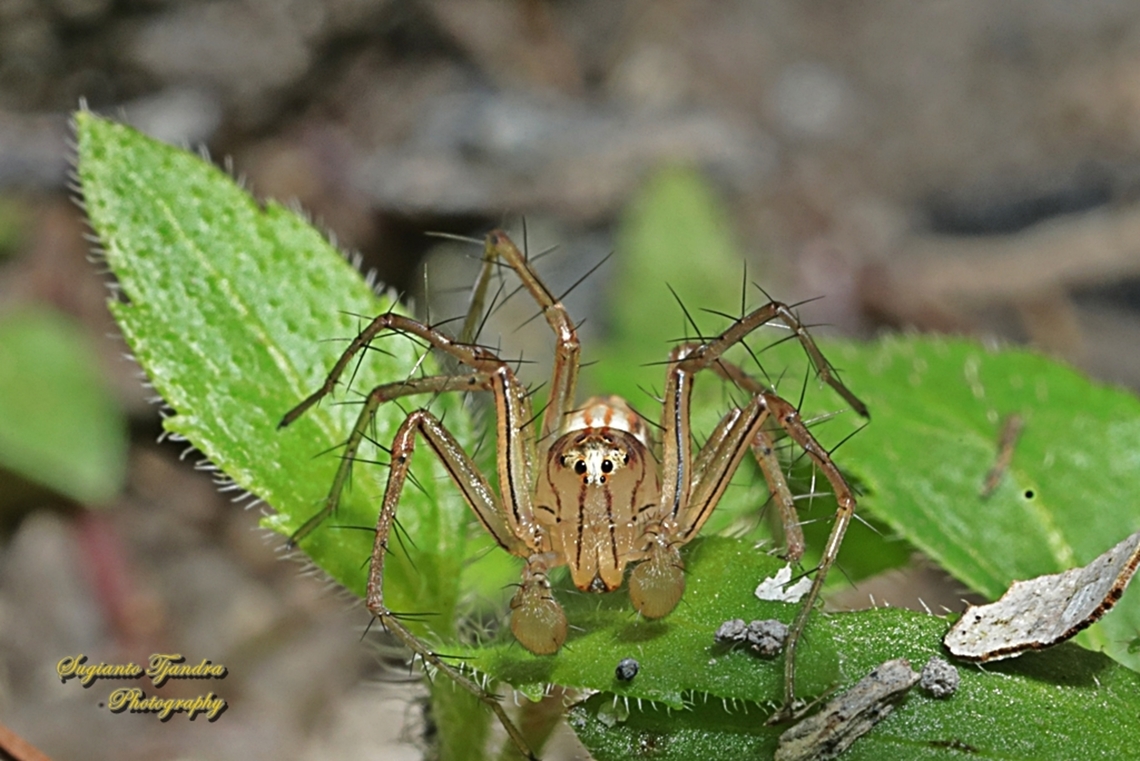 Grass Lynx Spider, Oxyopes Sp.  Geotagged,Indonesia,Winter