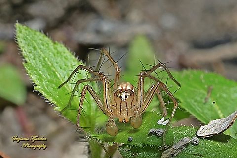 Grass Lynx Spider, Oxyopes Sp.  Geotagged,Indonesia,Winter