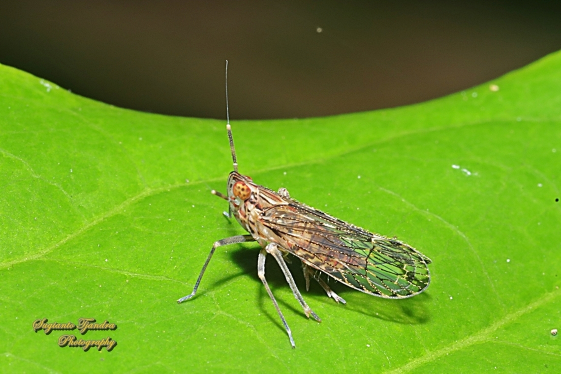 Leaf Hopper, Genus Ugyops  Geotagged,Indonesia,Winter