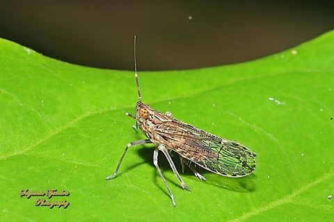 Leaf Hopper, Genus Ugyops  Geotagged,Indonesia,Winter