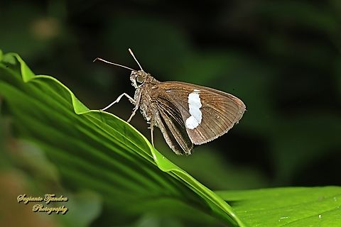 Skipper Butterfly, Common Banded Demon, Notocrypta paralysos  Common banded demon,Geotagged,Indonesia,Notocrypta paralysos,Winter
