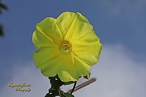 Distimake vitifolius  Distimake vitifolius,Geotagged,Indonesia,Winter