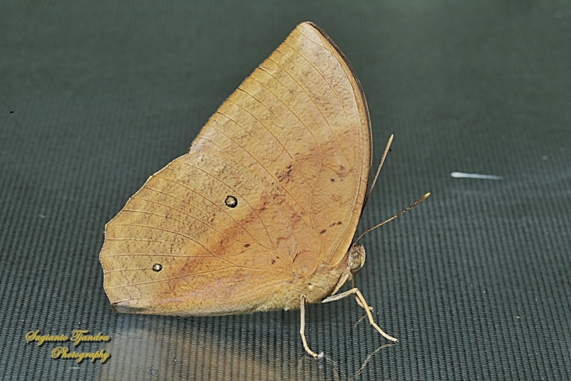 Common Duffer, Discophora sondaica  Common duffer,Discophora sondaica,Geotagged,Indonesia,Winter