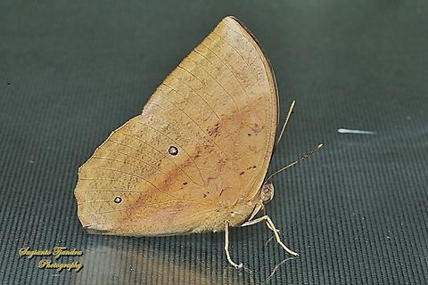 Common Duffer, Discophora sondaica  Common duffer,Discophora sondaica,Geotagged,Indonesia,Winter