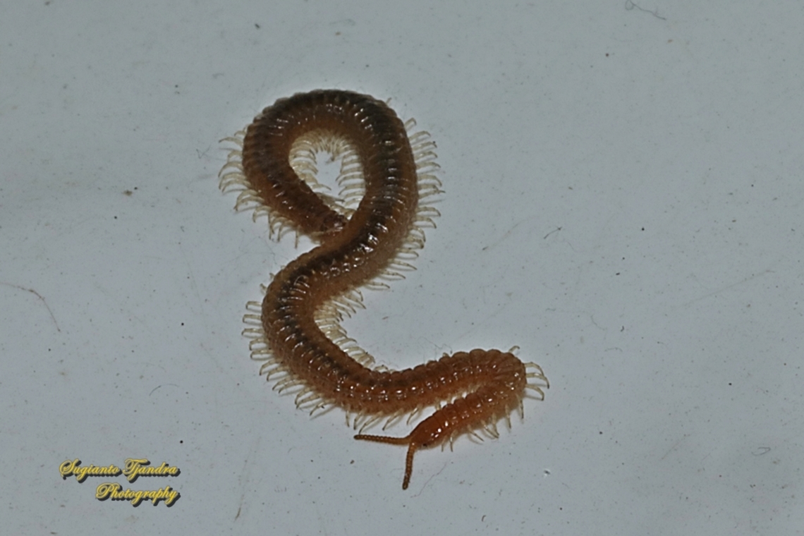 Centipede, Genus Strigamia  Geotagged,Indonesia,Winter