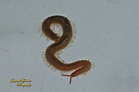 Centipede, Genus Strigamia  Geotagged,Indonesia,Winter