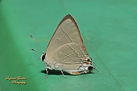 Common Red Flash, Rapala iarbus  Common Red Flash,Geotagged,Indonesia,Rapala iarbus,Winter