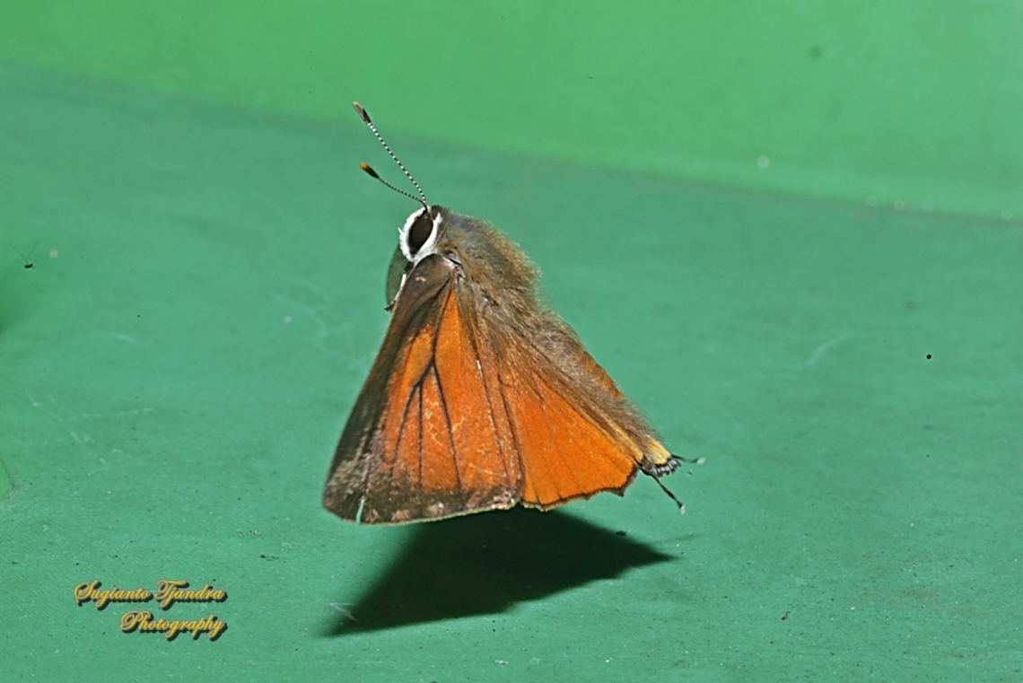 Common Red Flash, Rapala iarbus - upperside  Common Red Flash,Geotagged,Indonesia,Rapala iarbus,Winter