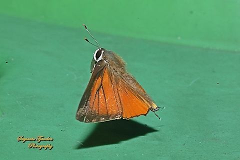 Common Red Flash, Rapala iarbus - upperside  Common Red Flash,Geotagged,Indonesia,Rapala iarbus,Winter