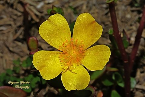Wingpod Purslane, Portulaca umbraticola  Geotagged,Indonesia,Portulaca umbraticola,Winter