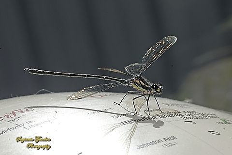 Common Flatwing Damselfly, Austroargiolestes icteromelas  Australia,Austroargiolestes icteromelas,Common flatwing,Geotagged,Winter