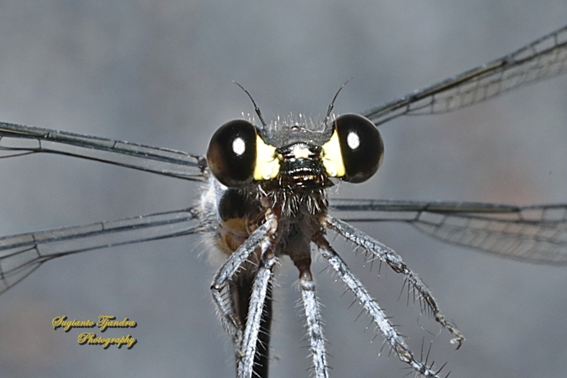 Common Flatwing Damselfy, Austroargiolestes icteromelas  Australia,Austroargiolestes icteromelas,Common flatwing,Geotagged,Winter