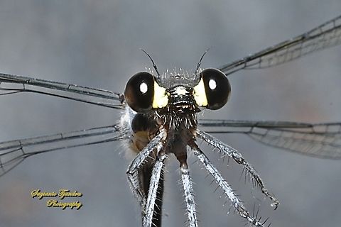 Common Flatwing Damselfy, Austroargiolestes icteromelas  Australia,Austroargiolestes icteromelas,Common flatwing,Geotagged,Winter