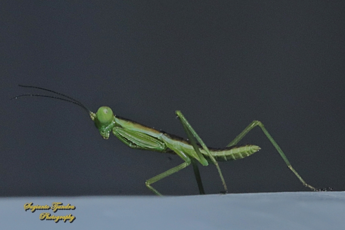 Praying Mantis, Orthodera Sp.  Australia,Geotagged,Winter