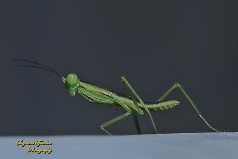 Praying Mantis, Orthodera Sp.  Australia,Geotagged,Winter