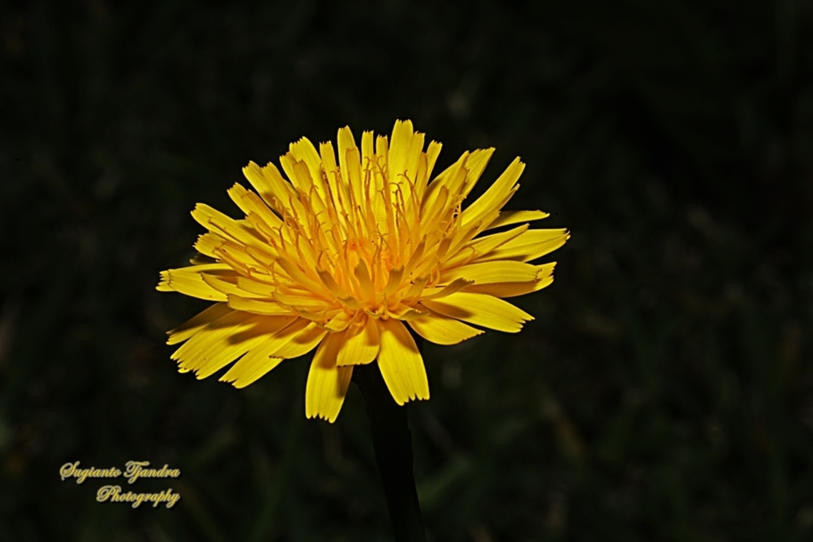 Common Cat's-Ear flower, Hypochaeris radicata  Australia,Common Cat's-Ear,Geotagged,Hypochaeris radicata,Winter