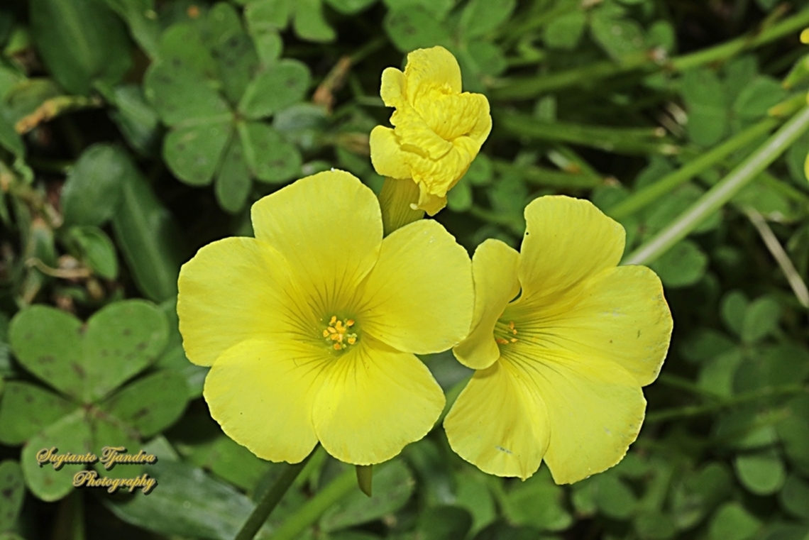 Bermuda Buttercup flowers, Oxalis pes-caprae  Australia,Bermuda buttercup,Geotagged,Oxalis pes-caprae,Winter