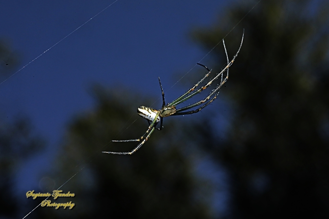 Silver Orb Spider, Leucauge dromedaria  Australia,Geotagged,Humped silver orb spider,Leucauge dromedaria,Winter