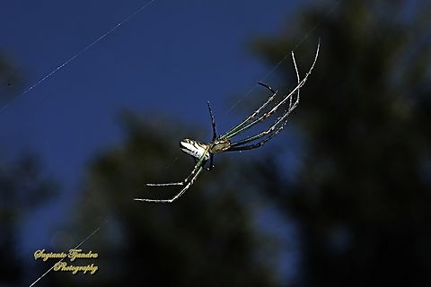 Silver Orb Spider, Leucauge dromedaria  Australia,Geotagged,Humped silver orb spider,Leucauge dromedaria,Winter