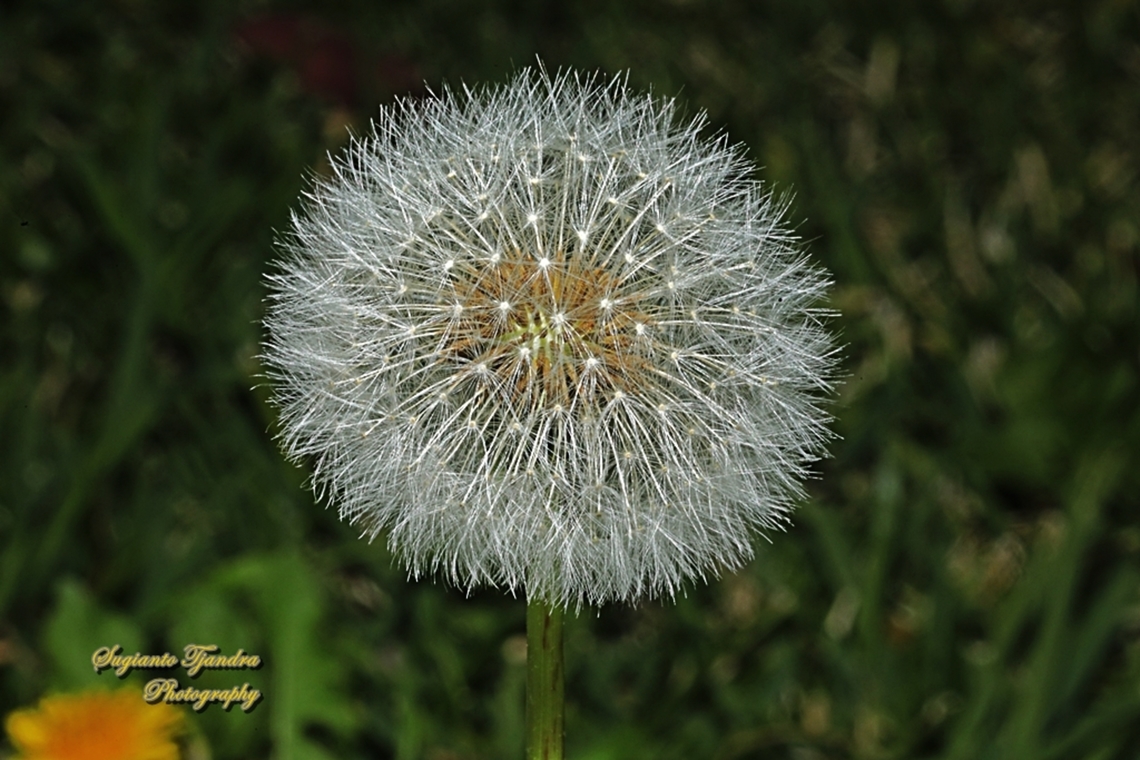 Common dandelion, Taraxacum officinale  Australia,Common dandelion,Geotagged,Taraxacum officinale,Winter