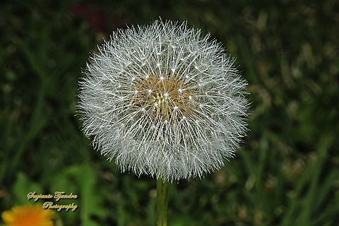 Common dandelion, Taraxacum officinale  Australia,Common dandelion,Geotagged,Taraxacum officinale,Winter